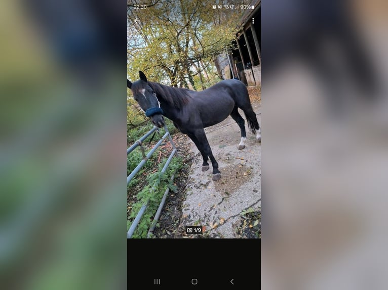 Other Warmbloods Gelding 10 years 16,2 hh Smoky-Black in Dachau