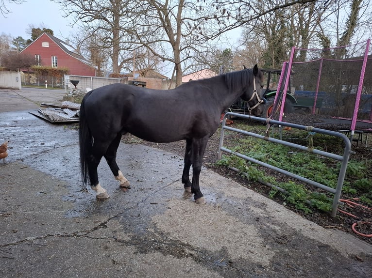 Other Warmbloods Gelding 10 years 16,2 hh Smoky-Black in Dachau