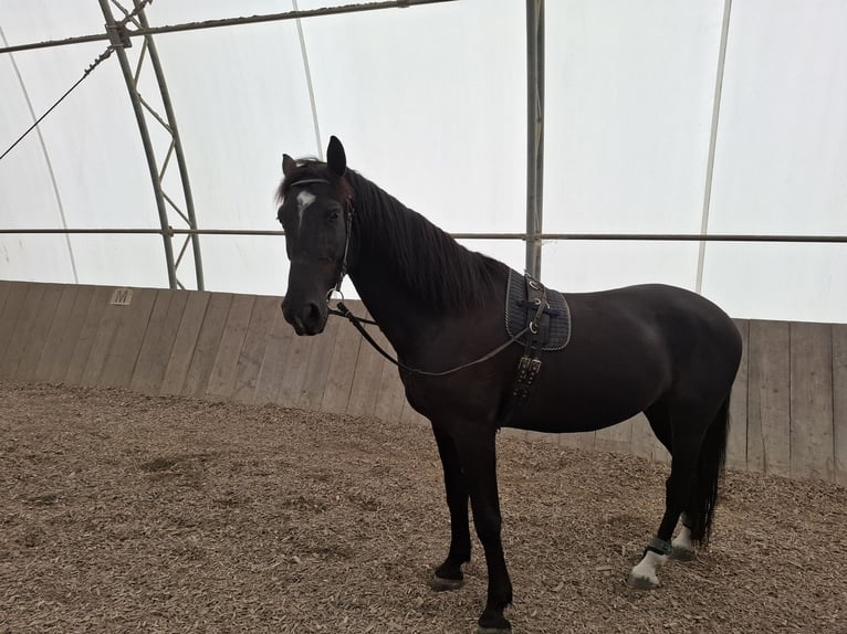 Other Warmbloods Gelding 10 years 16,2 hh Smoky-Black in Dachau