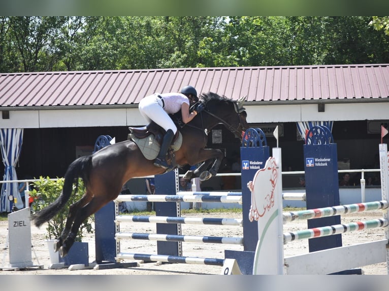 Other Warmbloods Gelding 10 years 16 hh Bay-Dark in Wiesbaden