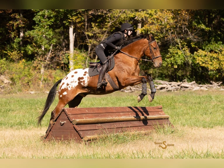 Other Warmbloods Mix Gelding 10 years 16 hh Bay in Bogard
