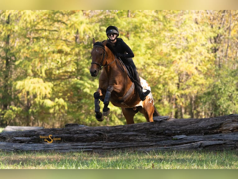 Other Warmbloods Mix Gelding 10 years 16 hh Bay in Bogard