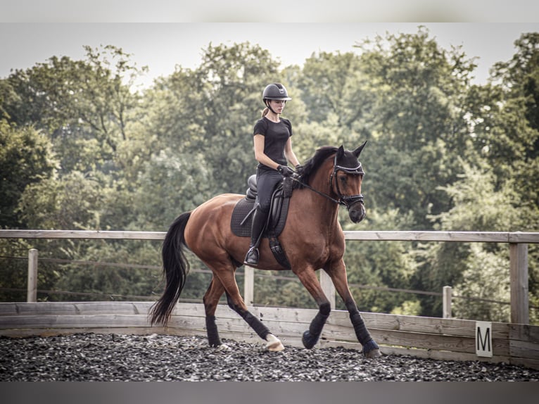 Other Warmbloods Gelding 10 years 16 hh Brown in Haan
