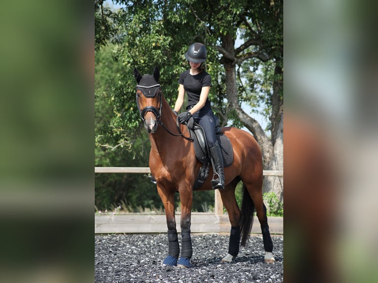 Other Warmbloods Gelding 10 years 16 hh Brown in Haan