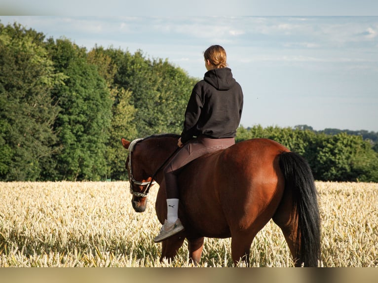 Other Warmbloods Gelding 10 years 16 hh Brown in Haan