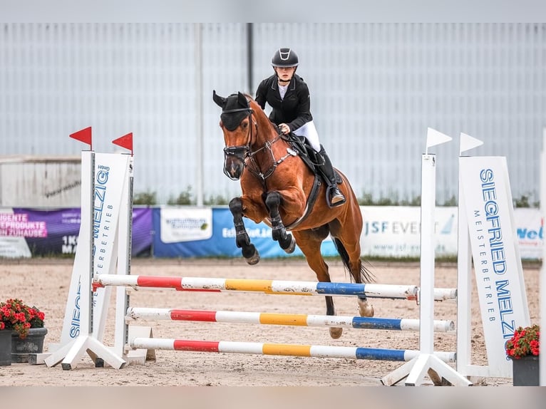Other Warmbloods Gelding 10 years 16 hh Brown in Haan
