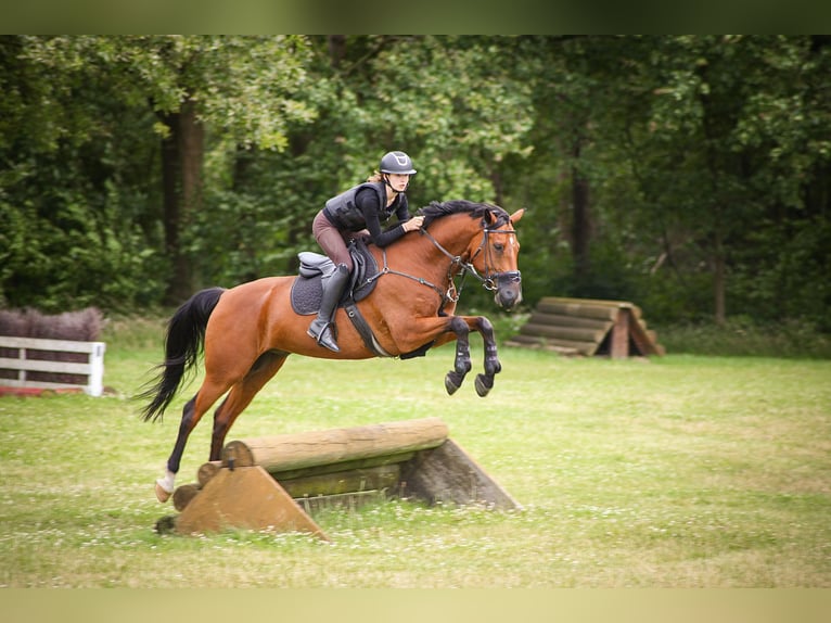 Other Warmbloods Gelding 10 years 16 hh Brown in Haan