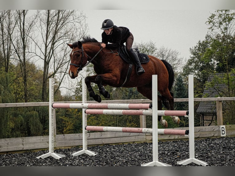 Other Warmbloods Gelding 10 years 16 hh Brown in Haan