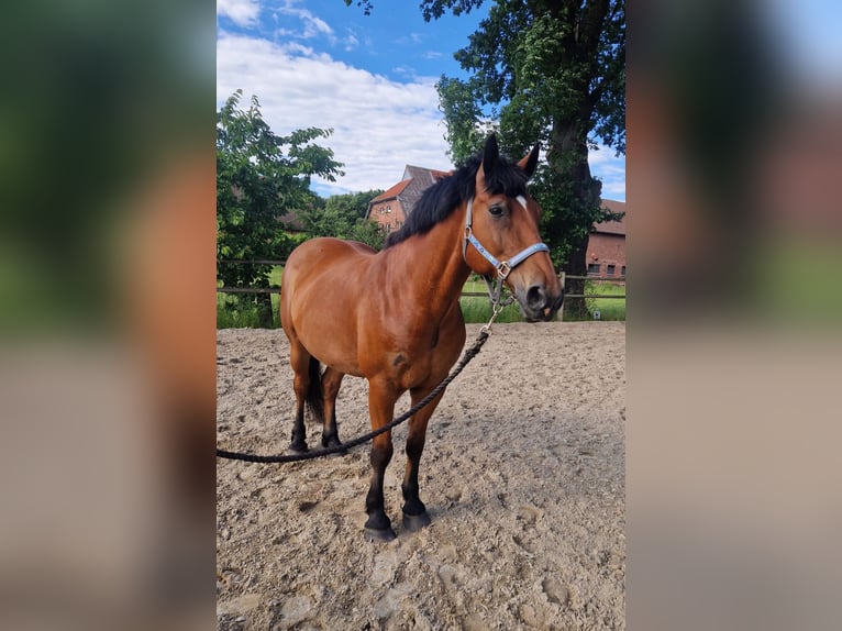 Other Warmbloods Gelding 10 years 16 hh Brown in Meine