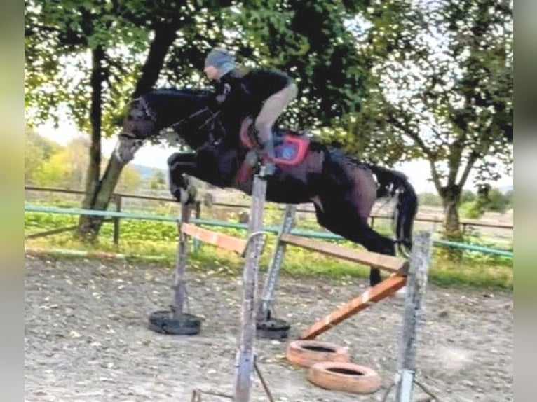 Other Warmbloods Mix Gelding 10 years 16 hh Brown in Senovo