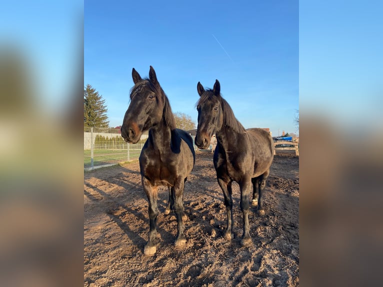 Other Warmbloods Gelding 10 years 16,1 hh Black in Altlandsberg