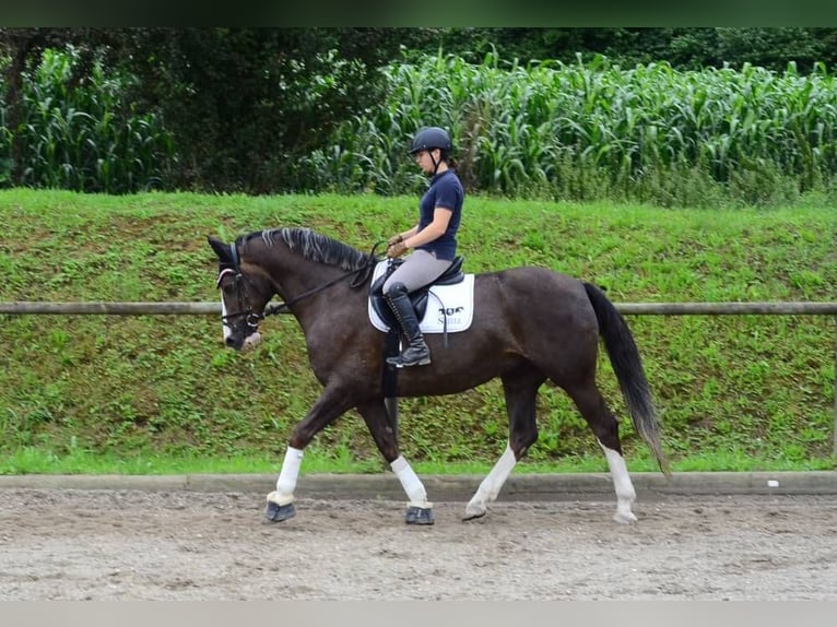 Other Warmbloods Gelding 10 years 16,1 hh Chestnut-Red in Wellheim