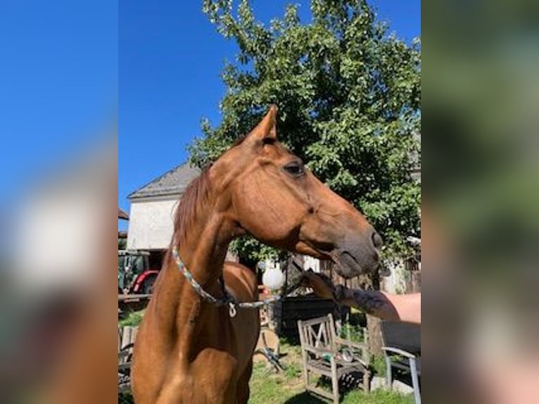 Other Warmbloods Mix Gelding 10 years 16,2 hh Chestnut-Red in Pramet