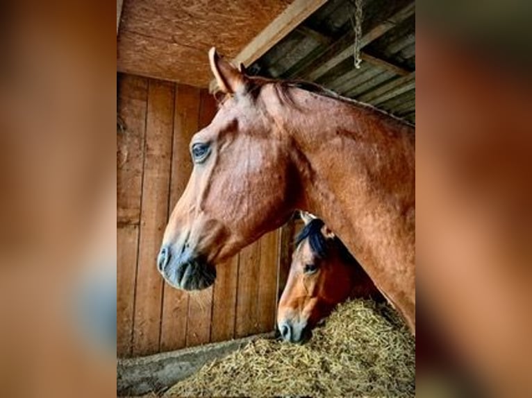 Other Warmbloods Mix Gelding 10 years 16,2 hh Chestnut-Red in Pramet