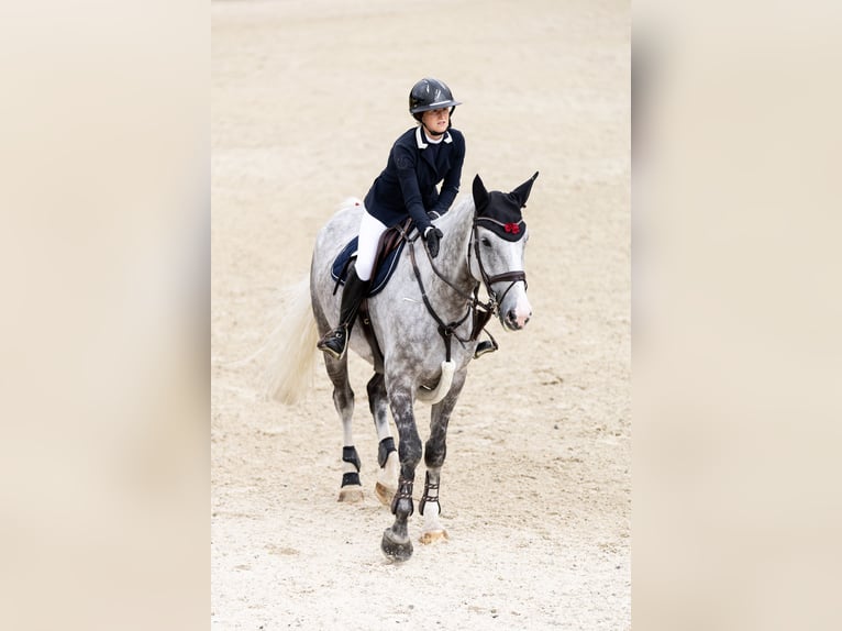 Other Warmbloods Gelding 10 years 17.1 hh Grey in Prüm