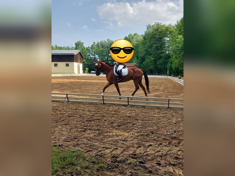 Other Warmbloods Gelding 10 years 17 hh Brown in Urbach