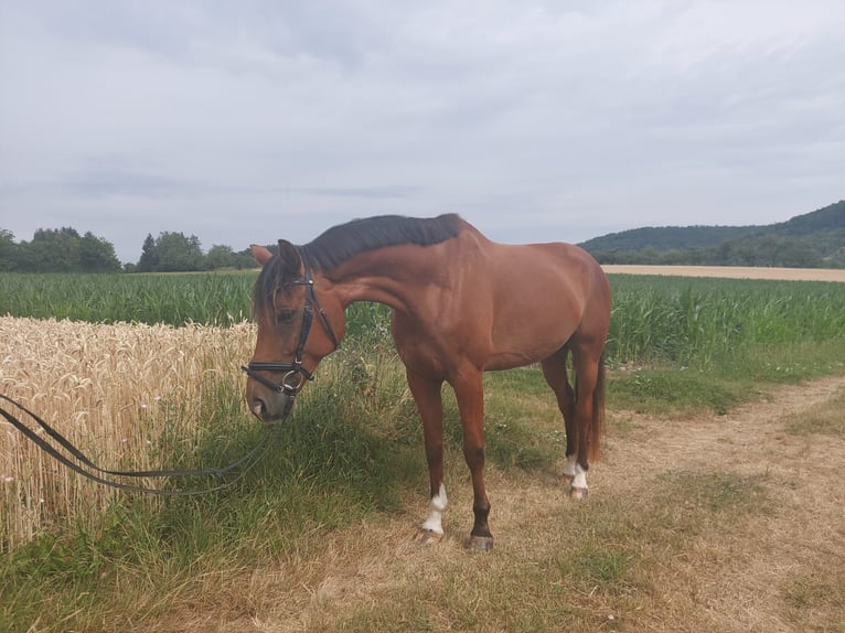 Other Warmbloods Gelding 10 years 17 hh Brown in Urbach