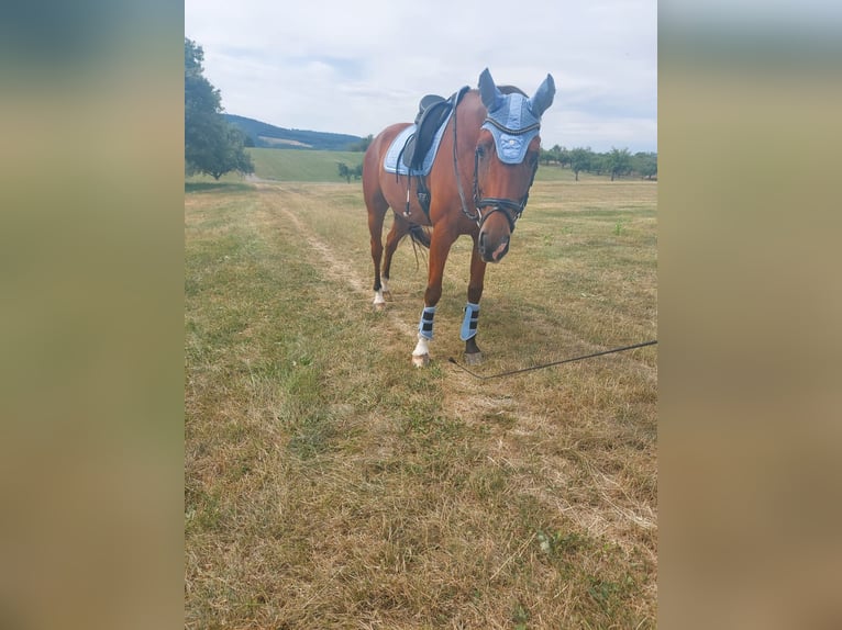 Other Warmbloods Gelding 10 years 17 hh Brown in Urbach