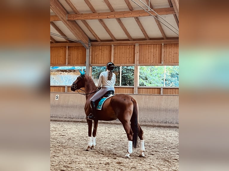 Other Warmbloods Gelding 10 years 17 hh Chestnut-Red in Wien, Favoriten