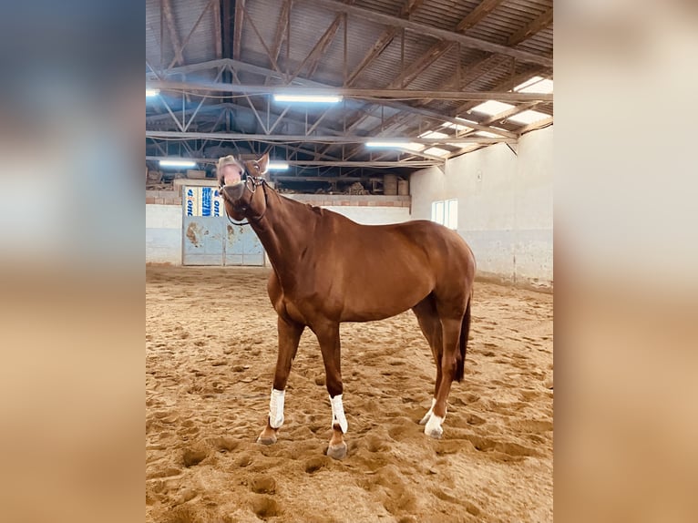 Other Warmbloods Gelding 10 years 17 hh Chestnut-Red in Wien, Favoriten