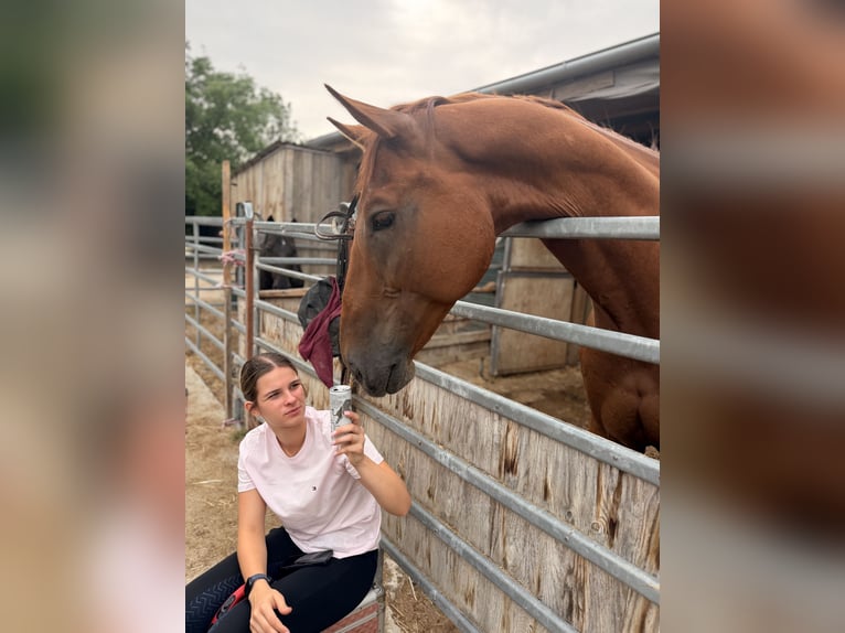 Other Warmbloods Gelding 10 years 17 hh Chestnut-Red in Wien, Favoriten