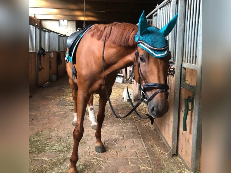 Other Warmbloods Gelding 10 years 17 hh Chestnut-Red in Wien, Favoriten