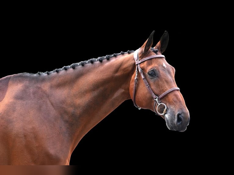 Other Warmbloods Gelding 10 years Brown in Z&#xFC;lpich