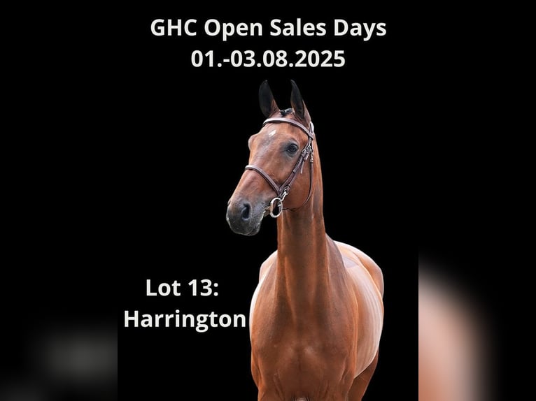 Other Warmbloods Gelding 10 years Brown in Z&#xFC;lpich