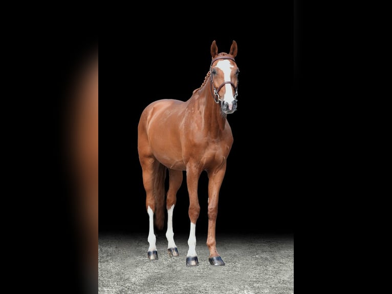 Other Warmbloods Gelding 10 years Chestnut-Red in Z&#xFC;lpich