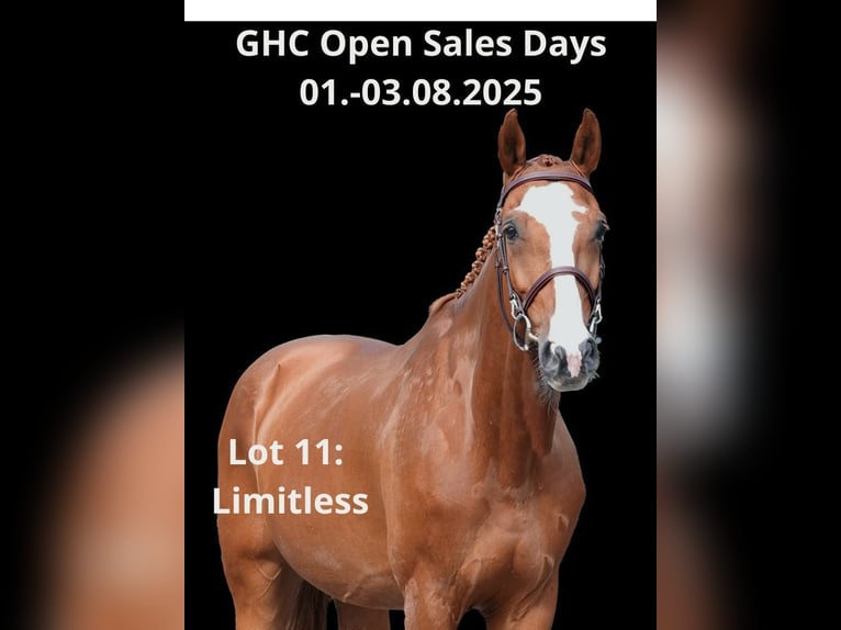 Other Warmbloods Gelding 10 years Chestnut-Red in Z&#xFC;lpich