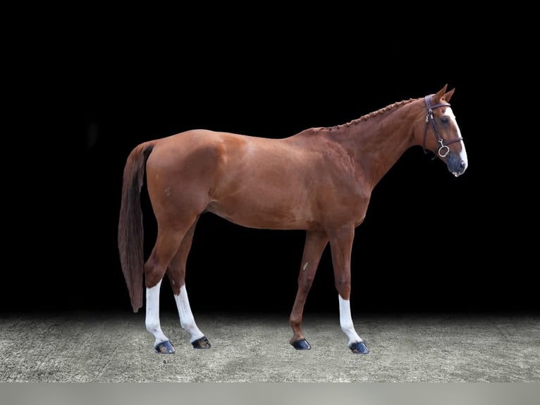 Other Warmbloods Gelding 10 years Chestnut-Red in Z&#xFC;lpich