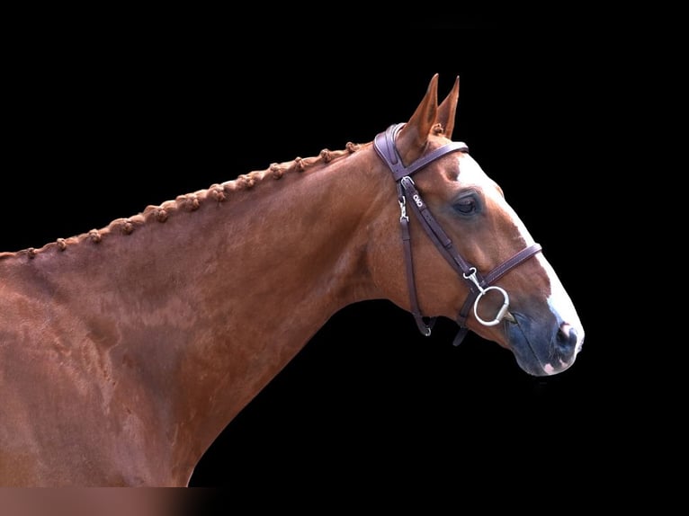 Other Warmbloods Gelding 10 years Chestnut-Red in Z&#xFC;lpich