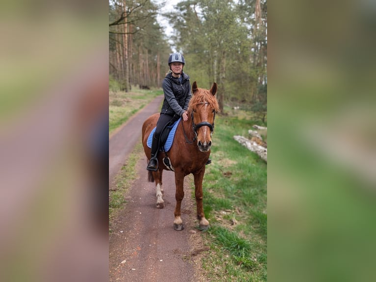 Other Warmbloods Gelding 11 years 14,2 hh Chestnut-Red in Milow