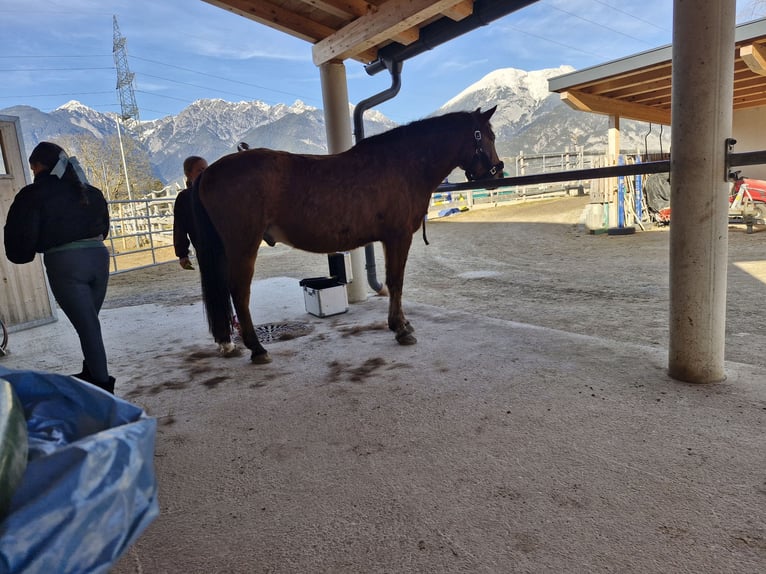 Other Warmbloods Gelding 11 years 14,3 hh Brown in Oberperfuss