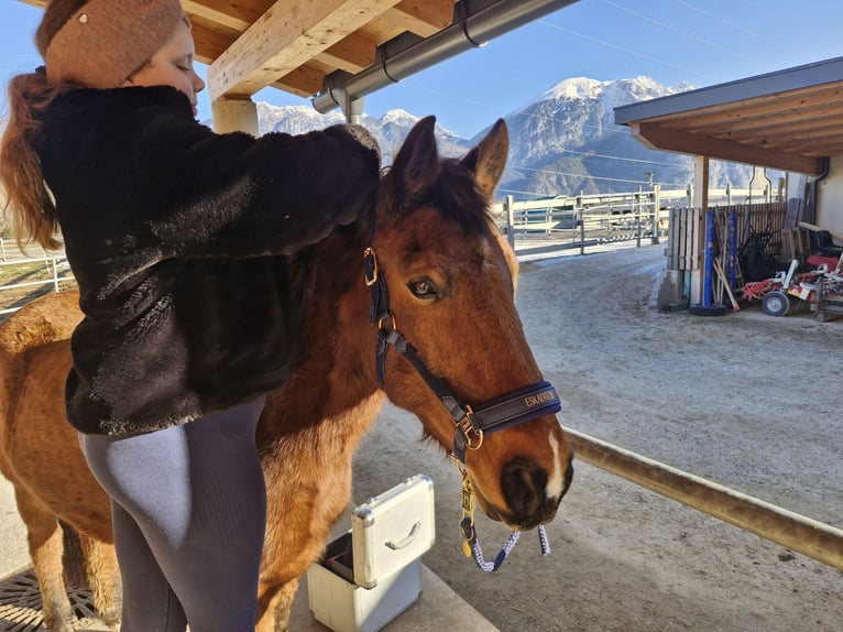Other Warmbloods Gelding 11 years 14,3 hh Brown in Oberperfuss