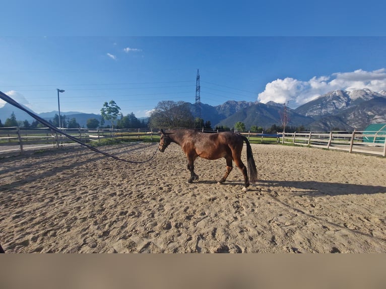Other Warmbloods Gelding 11 years 14,3 hh Brown in Oberperfuss
