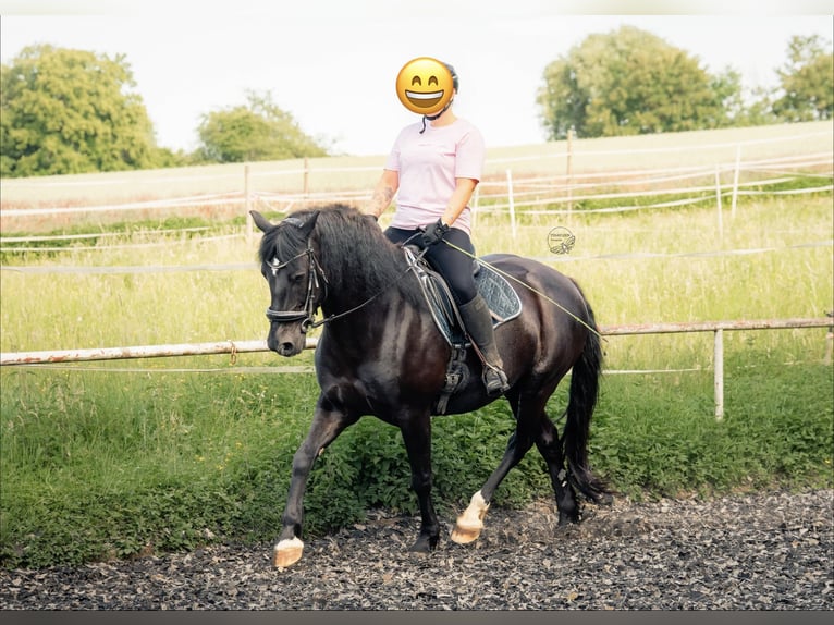 Other Warmbloods Mix Gelding 11 years 15.1 hh  in Maulbronn
