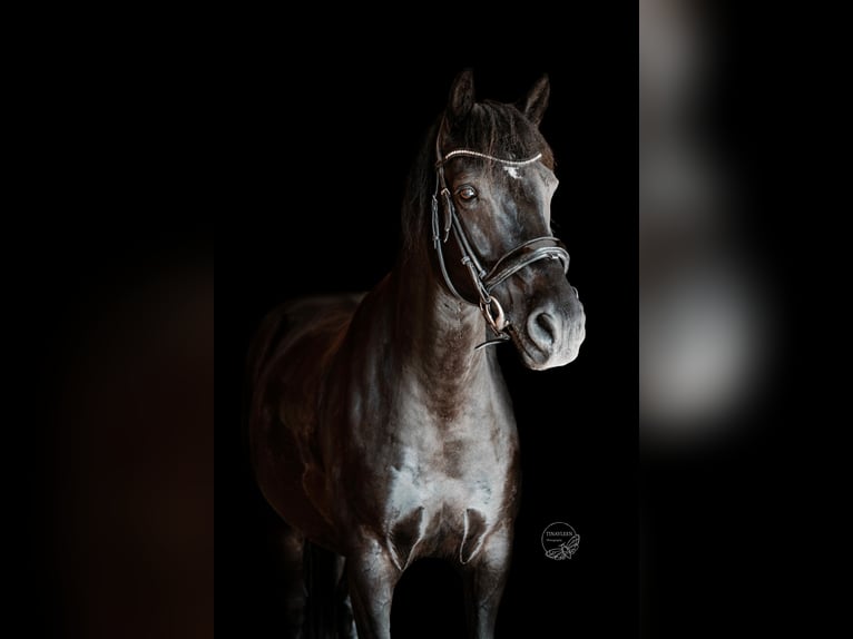 Other Warmbloods Mix Gelding 11 years 15.1 hh  in Maulbronn