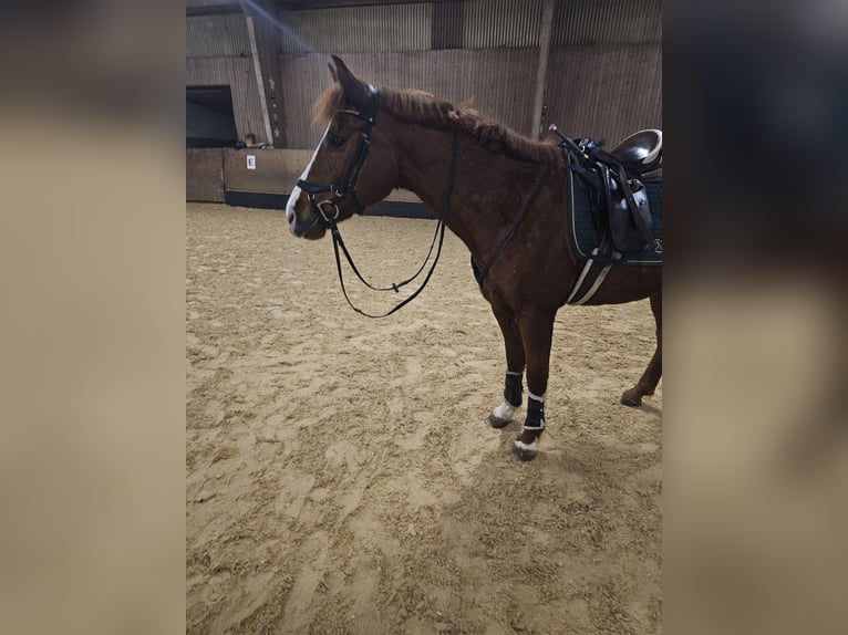 Other Warmbloods Mix Gelding 11 years 15,2 hh Chestnut-Red in Neuendettelsau