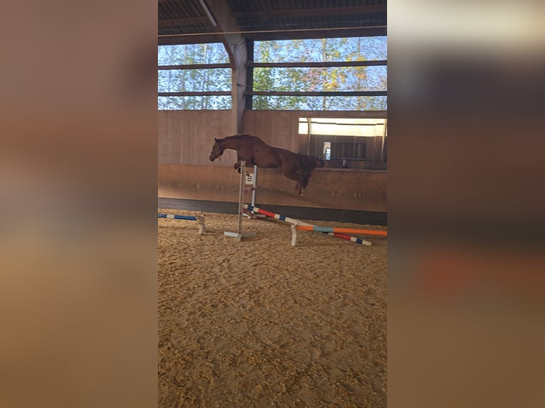 Other Warmbloods Mix Gelding 11 years 15,2 hh Chestnut-Red in Neuendettelsau