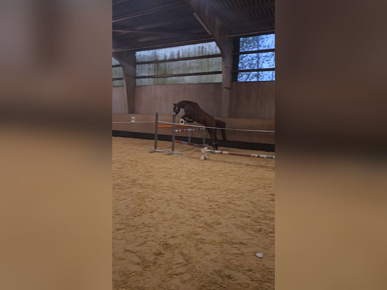 Other Warmbloods Mix Gelding 11 years 15,2 hh Chestnut-Red in Neuendettelsau