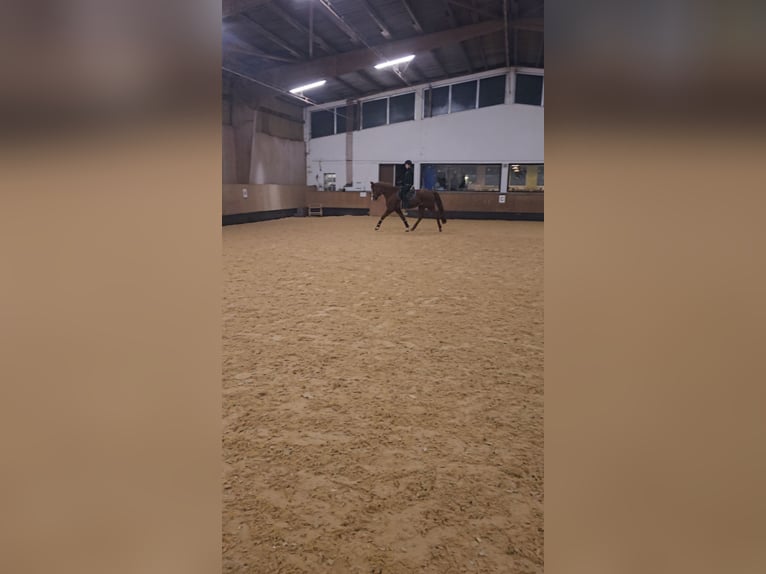 Other Warmbloods Mix Gelding 11 years 15,2 hh Chestnut-Red in Neuendettelsau