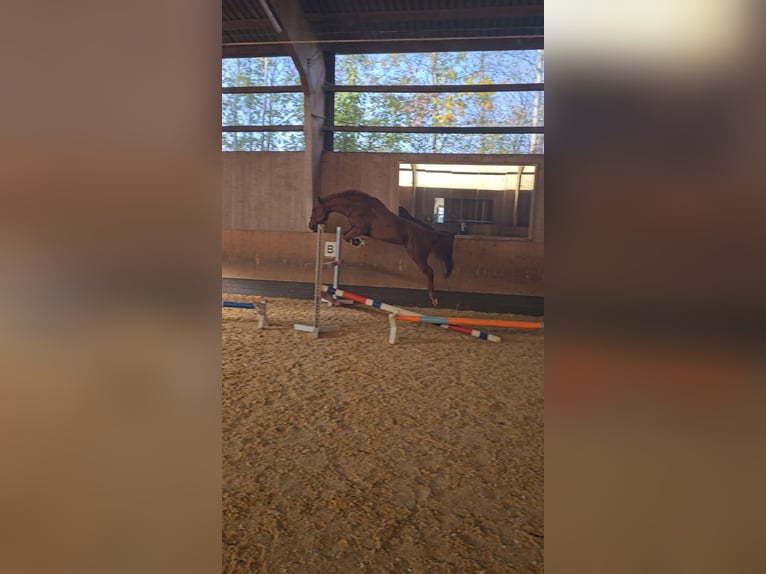 Other Warmbloods Mix Gelding 11 years 15,2 hh Chestnut-Red in Neuendettelsau