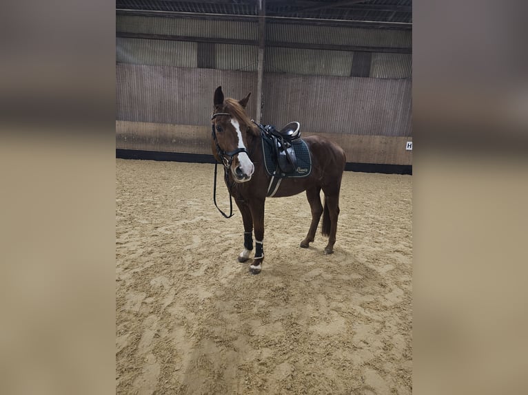 Other Warmbloods Mix Gelding 11 years 15,2 hh Chestnut-Red in Neuendettelsau