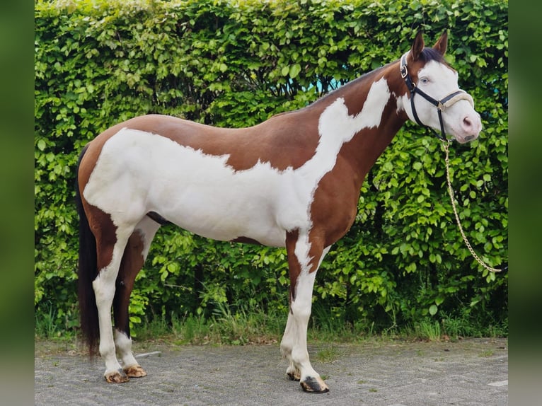 Other Warmbloods Gelding 11 years 15.2 hh Overo-all-colors in Someren