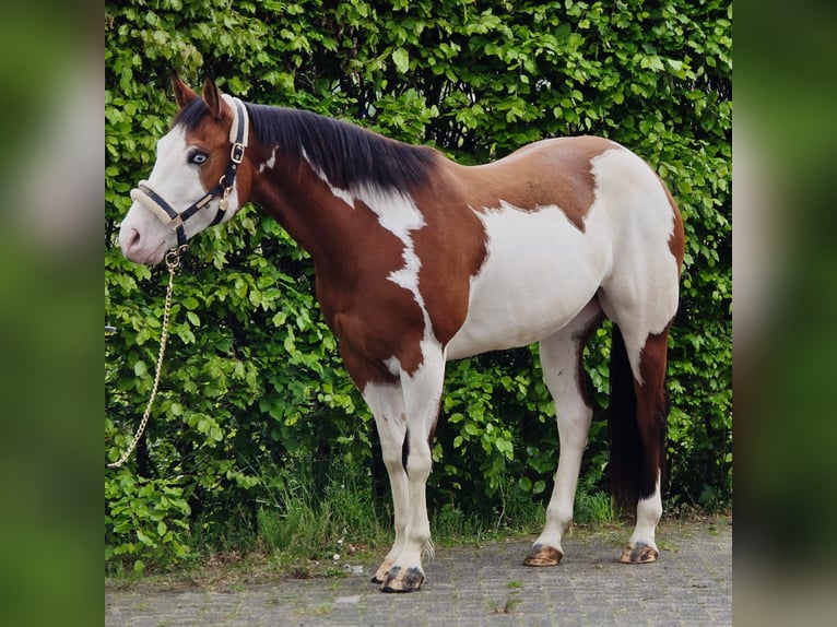 Other Warmbloods Gelding 11 years 15.2 hh Overo-all-colors in Someren