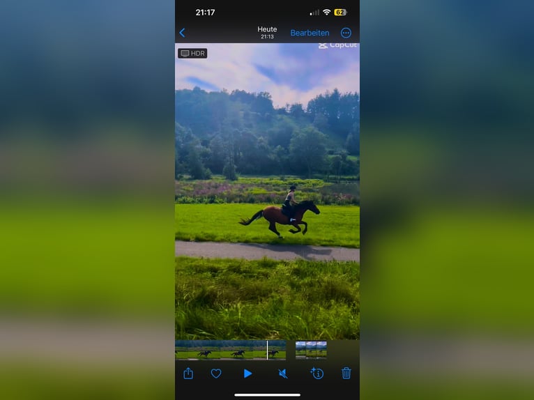Other Warmbloods Mix Gelding 11 years 15,2 hh Brown in Bad Mergentheim