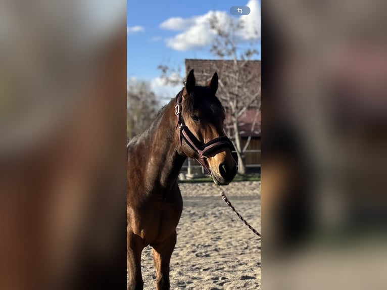 Other Warmbloods Gelding 11 years 15,2 hh Brown in Ebenthal