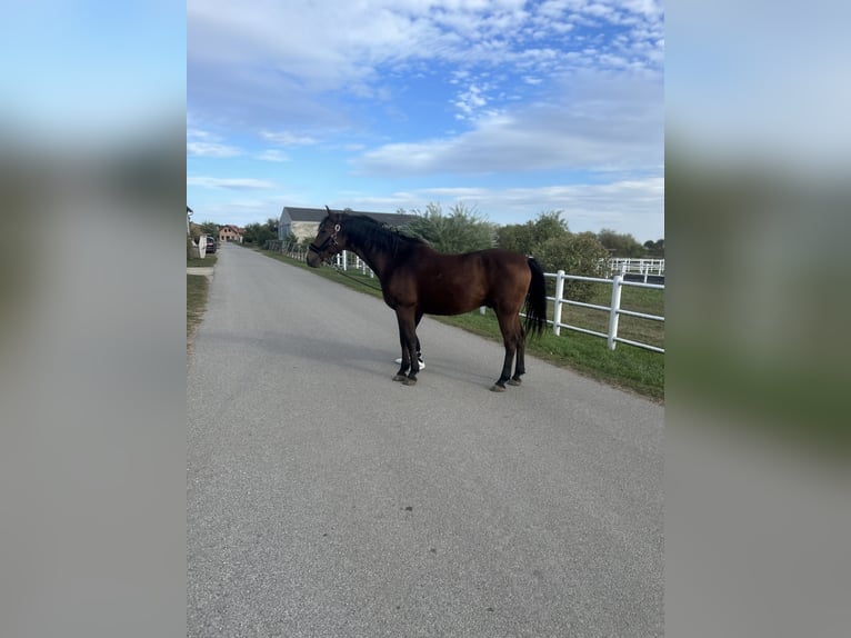 Other Warmbloods Gelding 11 years 15,2 hh Brown in Ebenthal