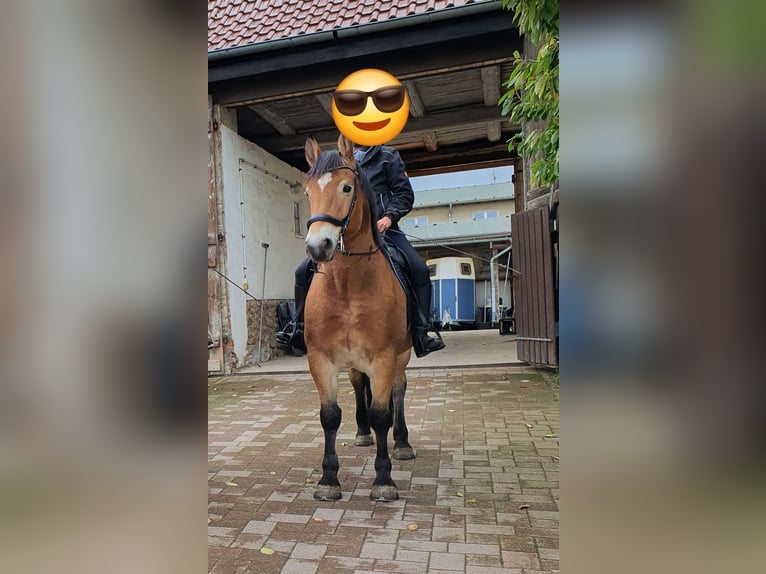 Other Warmbloods Mix Gelding 11 years 15,3 hh Brown in Coswig (Anhalt)